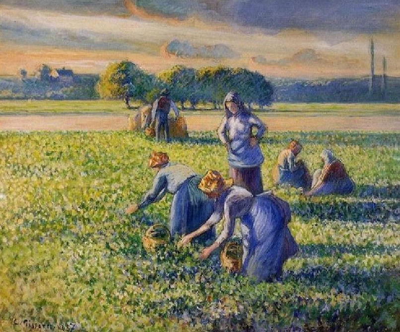 Picking peas UK